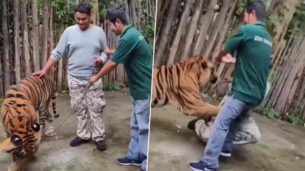 Tiger Attacks Indian Tourist: थाईलैंड में बाघ ने किया युवक पर हमला, वीडियो हुआ वायरल Tiger Attacks Indian Tourist In Thailand Video Goes Viral